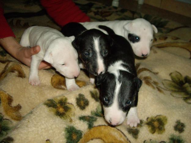 CACHORROS BOXER Y BULL TERRIER