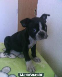 Cachorros de boston terrier