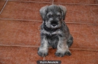 CACHORROS DE SCHNAUZER MINI EN MADRID, FOTOS ACTUALES - mejor precio | unprecio.es