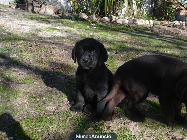 Labrador cachorros negros de exc calidad.Garantia y Seriedad.