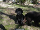 Labrador cachorros negros de exc calidad.Garantia y Seriedad. - mejor precio | unprecio.es