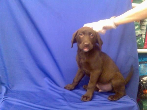 Labrador  retriever  cachorros dorados,  negros , chocolate Preciosa camada, se entrega a partir de los 2 meses. Somos u