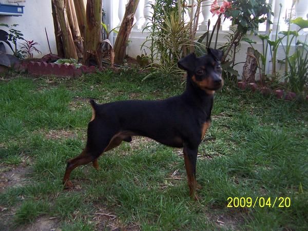 PINSCHER MINIATURA PARA MONTA