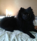 Pomerania negro macho busca novia cerquita de Madrid - mejor precio | unprecio.es