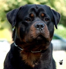 rottweilers en Canarias hijos de campeones - mejor precio | unprecio.es