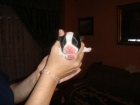 SE VEDEN BULLDOGS FRANCES - mejor precio | unprecio.es