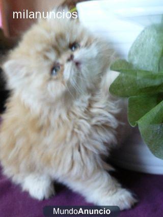 VENDO GATITOS PERSAS