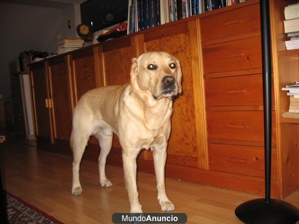 Labrador coruñés busca novia