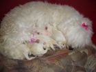 Bichon maltes Almería, vendo camada de 5 cachorros. - mejor precio | unprecio.es