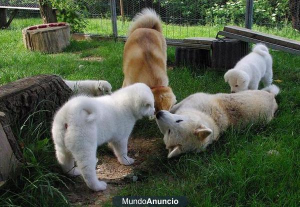 cachorros Akita Americano en venta