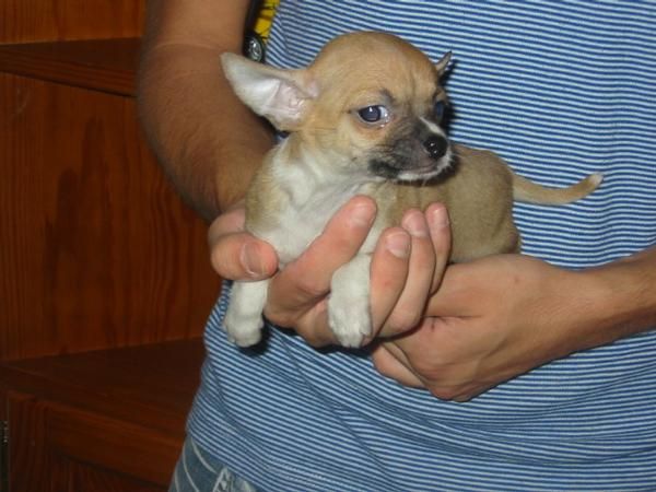 Chihuahuas de bolsillo,calidad a muy buen precio.