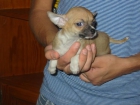 Chihuahuas de bolsillo,calidad a muy buen precio. - mejor precio | unprecio.es