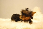 Entrega inmediata _Yorshire toy (camada espectacular)__con pedigre nacional y 2 meses edad - mejor precio | unprecio.es