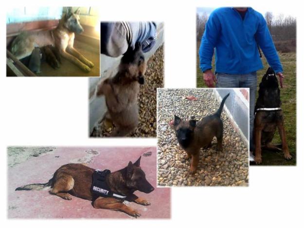 Excepcional Camada de Pastor Belga Malinois