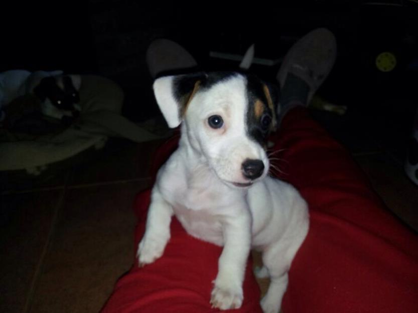 Jack Russell