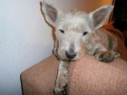 Se REGALA west higland white terrier hembra por no poder atender - mejor precio | unprecio.es