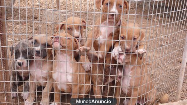 Vendo cachorros de Pitbull