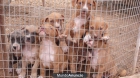 Vendo cachorros de Pitbull - mejor precio | unprecio.es