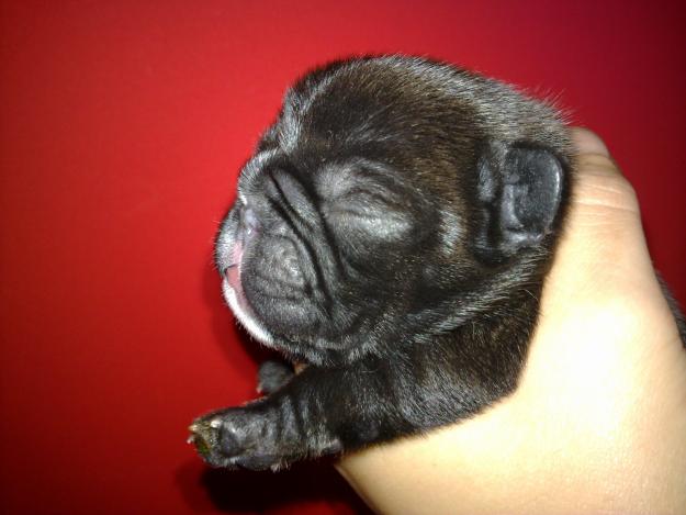 Cachorros de BULLDOG FRANCES