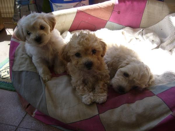 CACHORROS DE CANICHE TOY