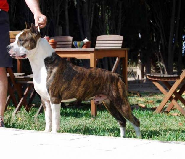 CAMADA AMERICAN STAFFORDSHIRE TERRIER