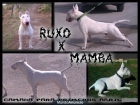 camada bull terrier - mejor precio | unprecio.es