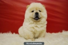 chow chow blancos, chow chow marrones, somos criadores - mejor precio | unprecio.es