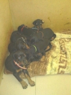 doberman cachorros - mejor precio | unprecio.es