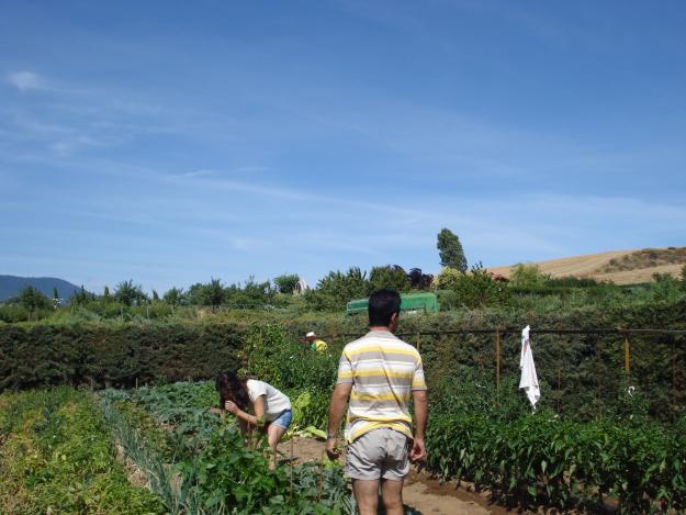 Huerta de ocio en torres de elorz              NAVARRA