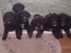 VENDO CACHORROS MUY BARATOS - mejor precio | unprecio.es
