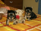 Yorkshire terrier cachorros - mejor precio | unprecio.es