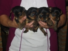 Yorkshire terrier,cachorros,pedigree. - mejor precio | unprecio.es