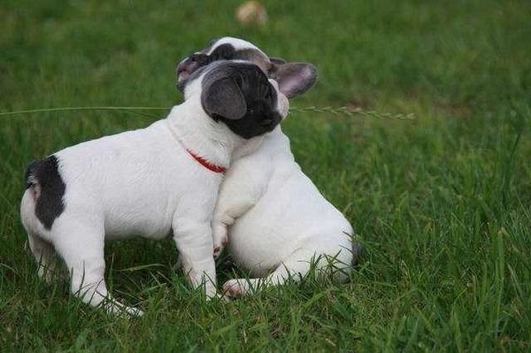 cachorritos de bulldog frances  macho y hembra 150