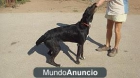 El sufrimiento de una madre que teme por sus cachorros - mejor precio | unprecio.es