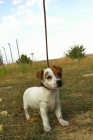 Jack Russell , cachorros disponibles de 1ª calidad , fotos reales - mejor precio | unprecio.es