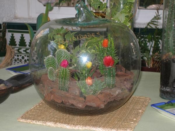 Mini - Vivero