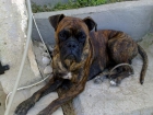 regalo boxer - mejor precio | unprecio.es