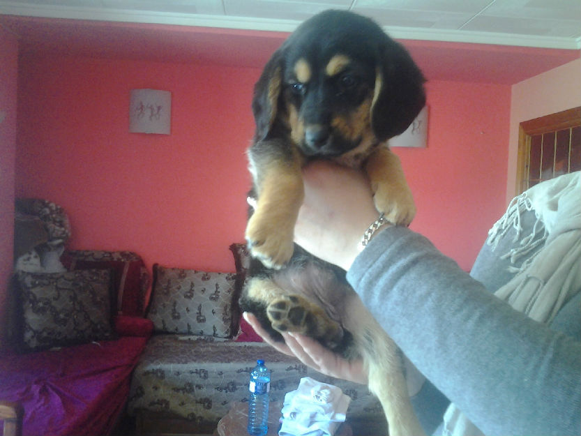 regalo perrita