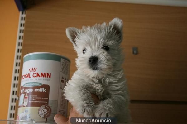 westys con pedigree de campeones