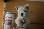 westys con pedigree de campeones - mejor precio | unprecio.es