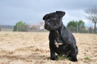 Staffordshire bull terrier¡¡¡ maravillosa y economica camada - mejor precio | unprecio.es