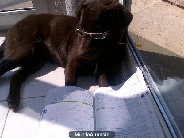 Busco casa