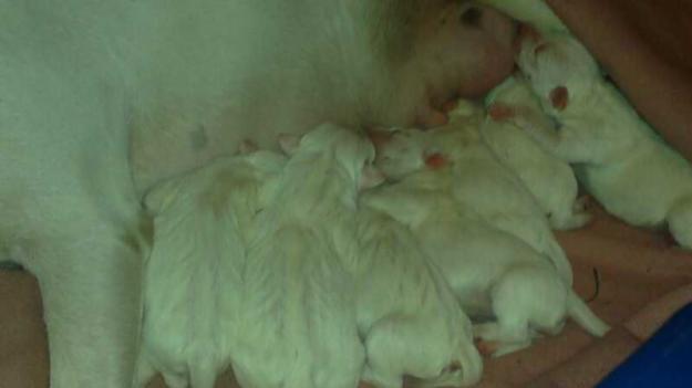 cachprros de bull terrier