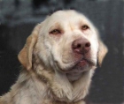 DAKOTA, TIERNA LABRADORA EN ADOPCION, 5 AÑOS - mejor precio | unprecio.es