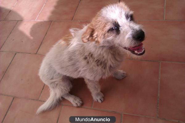 he encontrado un perro buenisimo y cariñoso