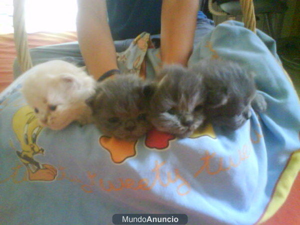 los mas bonitos cachorros de persa