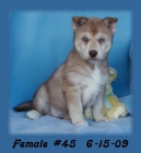 Preciosa Siberian Husky cachorros. - mejor precio | unprecio.es