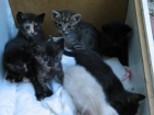 Regalo gatitos (adoptar gato cadiz) - mejor precio | unprecio.es