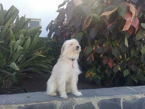 SE BUCA PERRO DESAPARECIDO