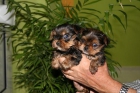 Vendo Yorkshires con pedigree de campeones - mejor precio | unprecio.es
